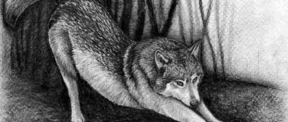 drawing_el5lvtvvu6c= wolf