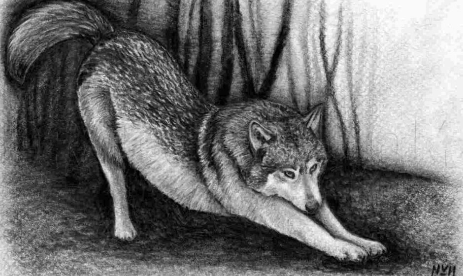 drawing_el5lvtvvu6c= wolf